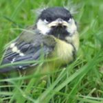 meise- vogelflöhe, beim menschen