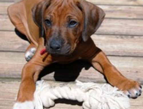 Rasse: Der Rhodesian Ridgeback – Afrikanisches Blut