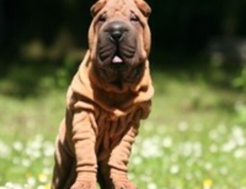 Rasse: „Chinesischer Faltenhund“ , „Shar-Pei“,  „Tzao-Pei Gao“
