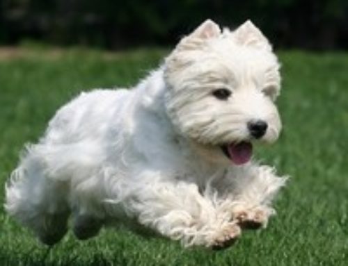 Rasse: West Highland Terrier / Weisser Hochland Terrier