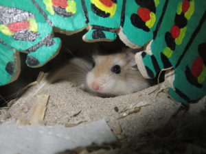Alwin im Tarnmodus