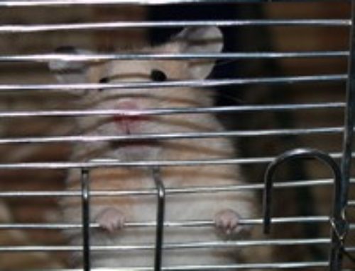 Ruby: Ich bin ein Hamster – holt mich hier raus!