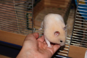 Goldhamster Ruby