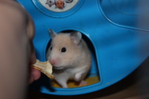 Hamster Ruby ab zu geben