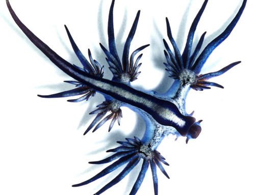 Die blaue Ozeanschnecke (Glaucus Atlanticus) – wie aus einem Phantasie-Film