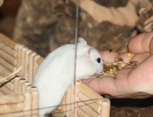 Sind Hamster gute Haustiere?