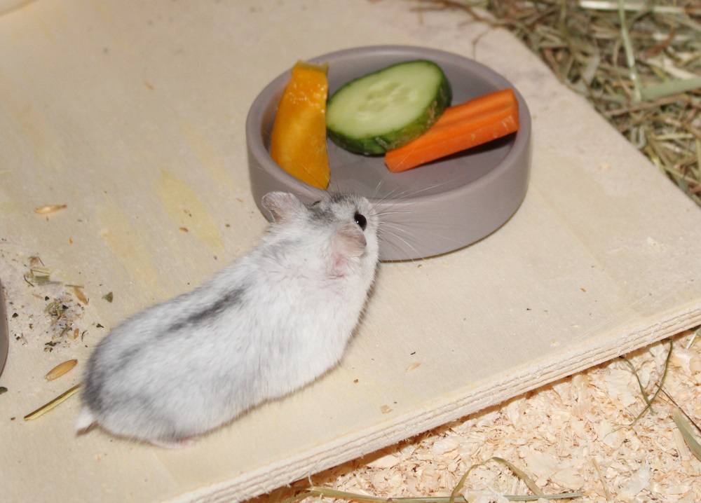 hamsterfutter