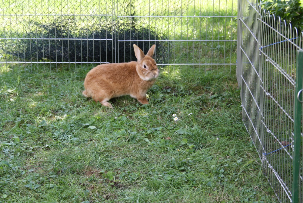 Kaninchenstall, der Auslauf