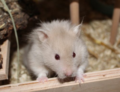 Der Teddyhamster