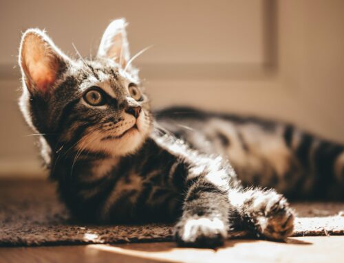 Wildkatzen – auch in in Deutschland bereits gefährdet