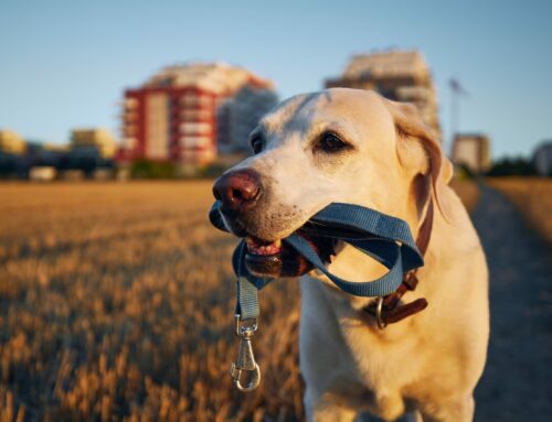 Hundehalter aufgepasst: Leinenpflicht zu Brut- und Setzzeit – je Bundesland