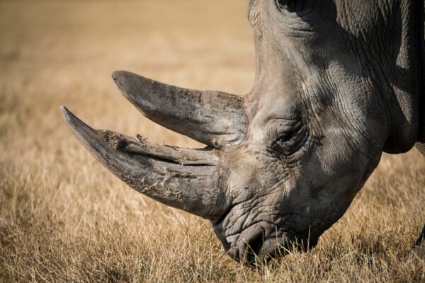 Nashorn