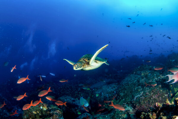 Green sea Turtle