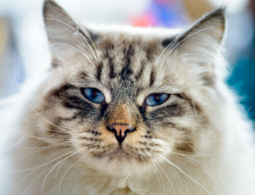 Wie man eine Katze an das Leben in einer Wohnung gewöhnt
