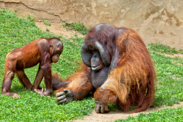 Orangutan of Borneo, Pongo Pygmaeus