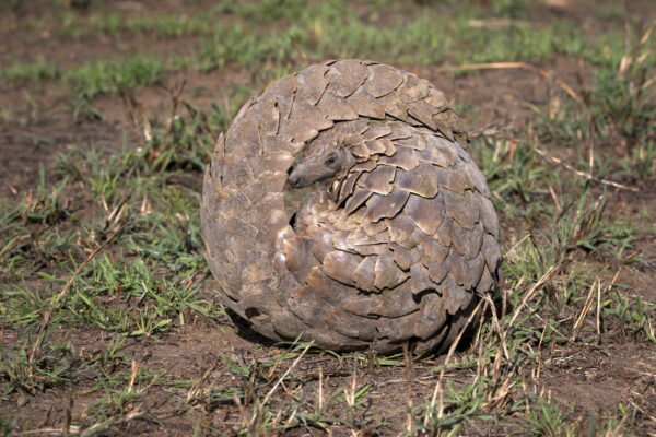 Pangolin-Schuppentier