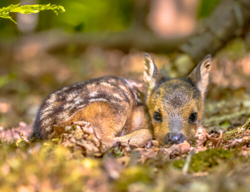 Der Schutz der Rehkitze: Bauern vor Gericht wegen Tierquälerei