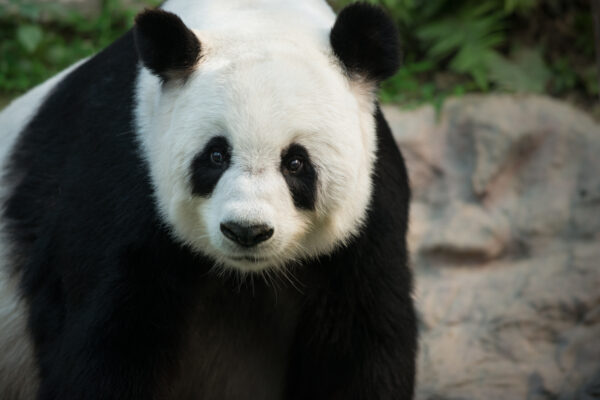 Der riesen Panda