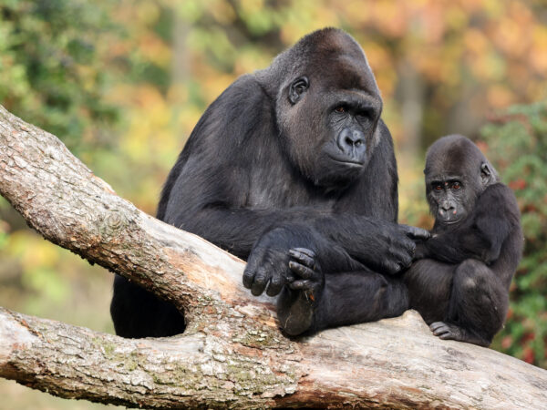 western Lowland Gorilla