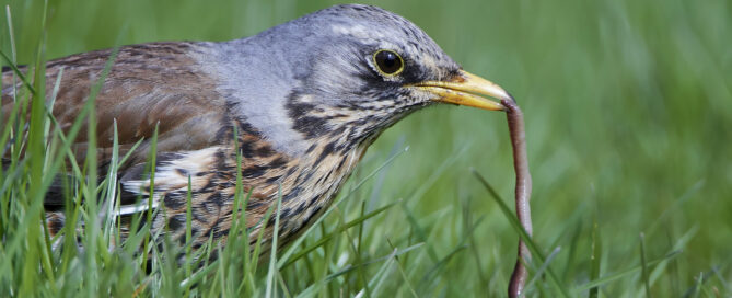 Regenwürmer sind wichtig