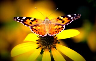 Distelfalter Vanessa cardui