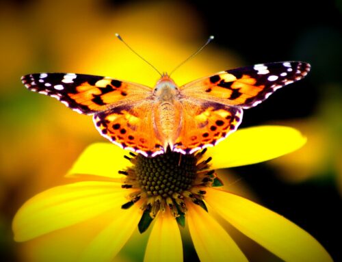 Die faszinierende Schmetterlingswanderung im Juli