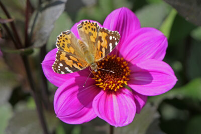 Vanessa cardui oder Wanderfalter