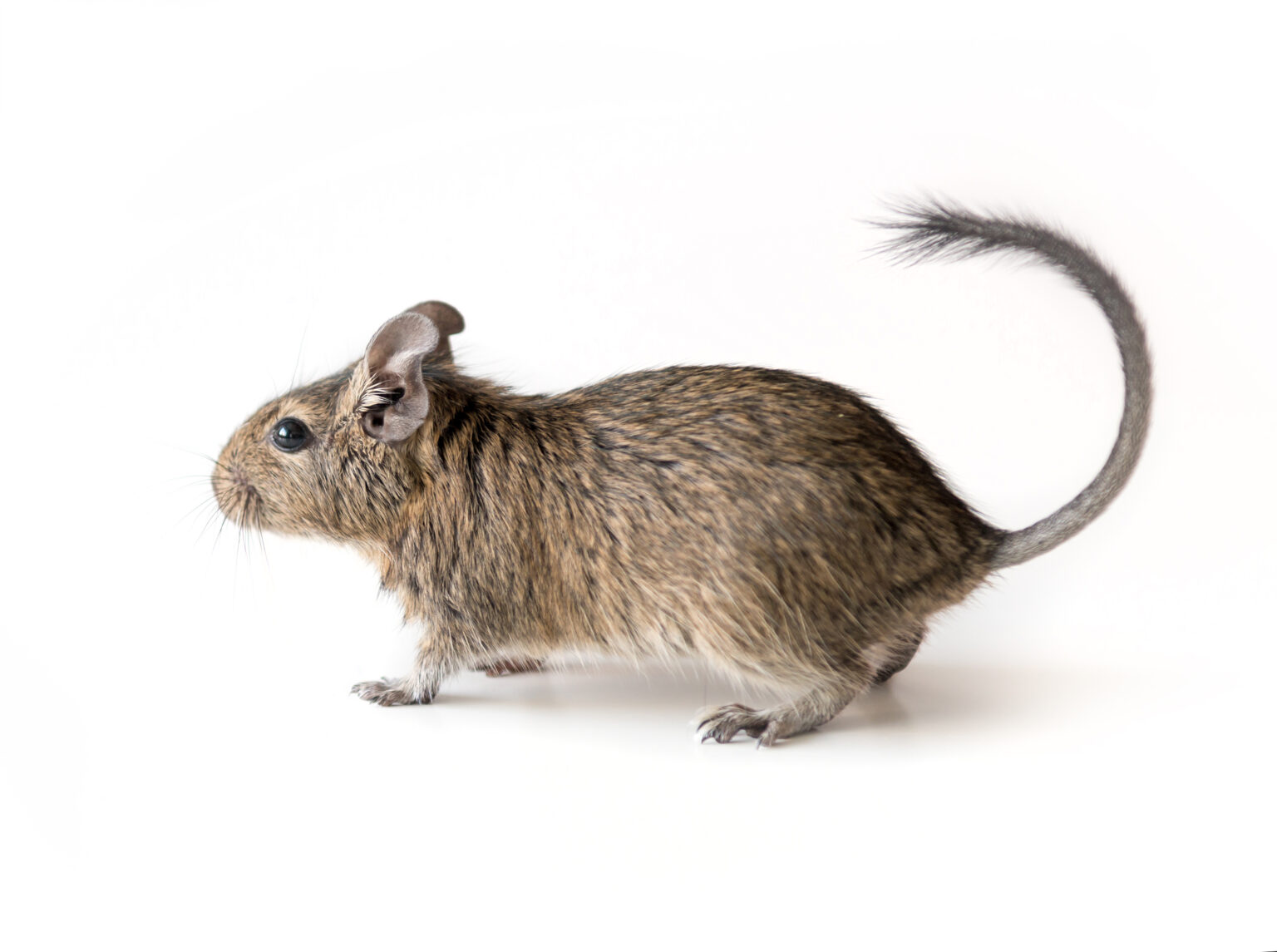 Degus – Aktive Nager mit besonderem Charakter – Das BlogTier