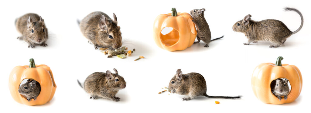 degu oder chilenisches Eichhörnchen