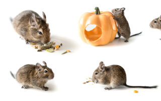 degu oder chilenisches Eichhörnchen