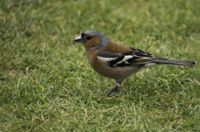 Finkenvogel