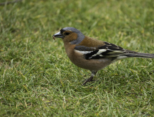 Vogelgesang im Juli: Die melodischen Klänge der Brutzeit