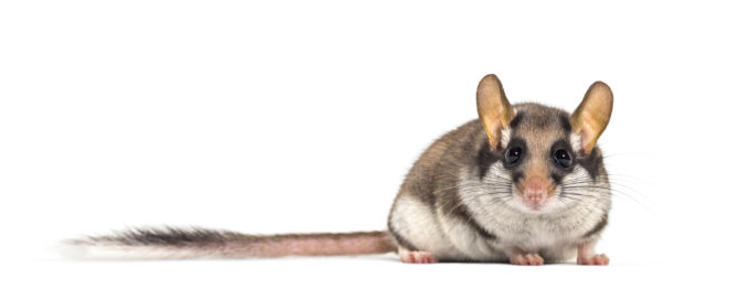 Gartenschläfer, Eliomys quercinus