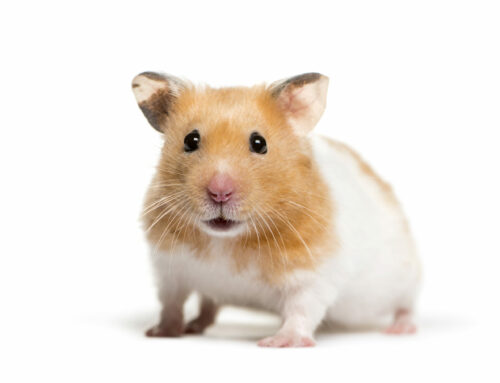 Vorstellung: Goldhamster (Syrischer Hamster) – Mesocricetus auratus