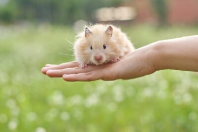 Goldhamster