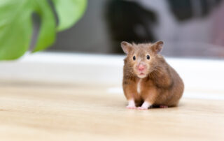 Syrischer Hamster