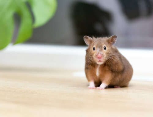 Die Welt der Hamster, wir stellen die Arten einmal genauer vor
