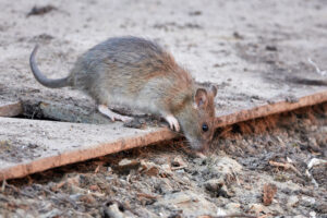 ratte-als-haustier