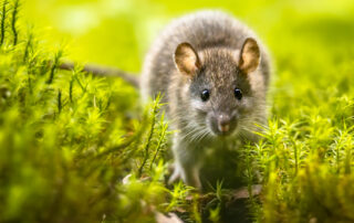 Ratten und Nagetiere übertragen das Hantervirus