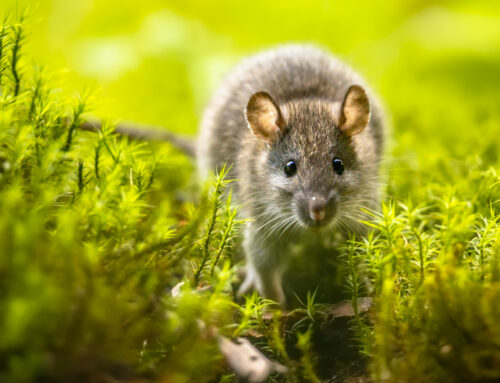 Die Ratte als Krankheitsüberträger: Das HanterVirus