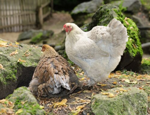 Damit sich dein Gartenhuhn wohlfühlt