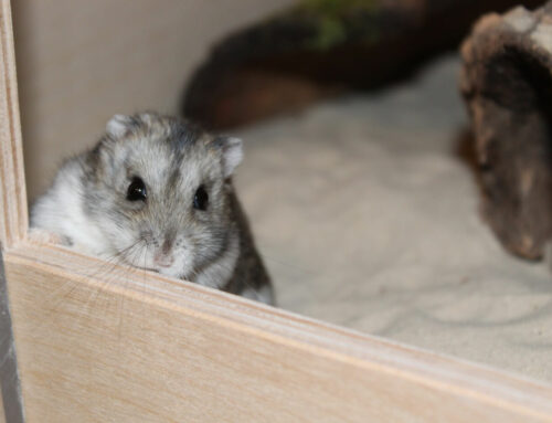 Tierheim-Hamster in Not